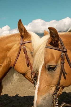 trentino-by-horse_-14