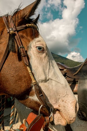 trentino-by-horse_-34
