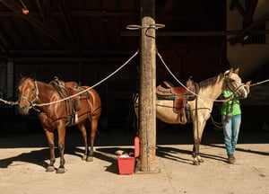 trentino-by-horse_-38
